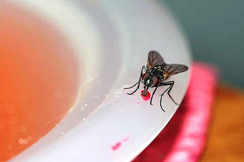 Should you throw away food once a fly has landed on it?