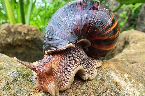 Kerala is stuck with giant African snails; no exterminating them, no eating either