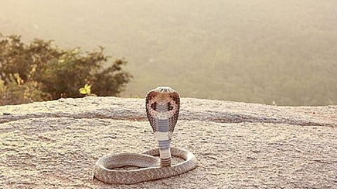Indian Cobra