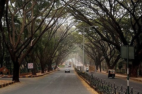 A two-way road with tall trees on either side