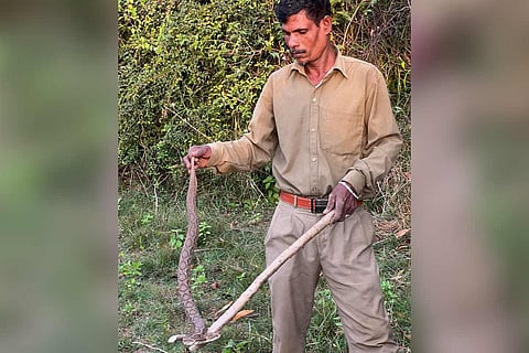 Chennai snake tracker Kaali with a Russell's Viper