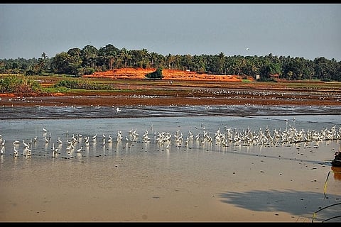 Kerala’s wetlands under threat from unscientific land use, deforestation: Experts