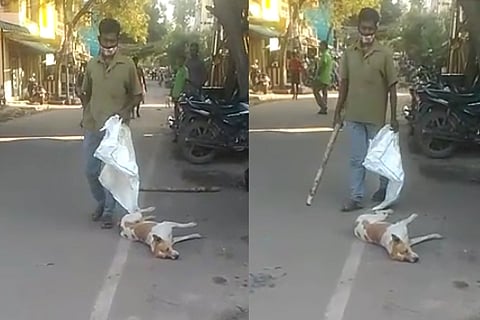 Stray dog bludgeoned to death in TN, two men arrested