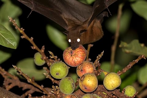 COVID-19: Scientists, conservationists urge public not to destroy bat habitats