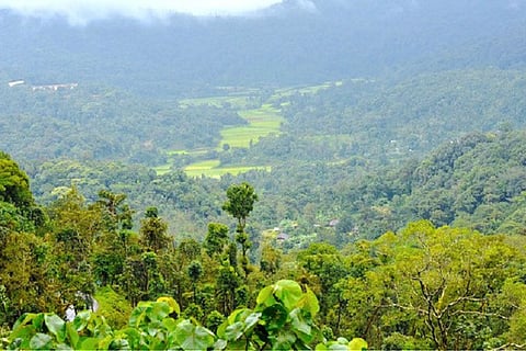 Honey with coffee reinforces climate resilience: Kodagu coffee estates' bee farms