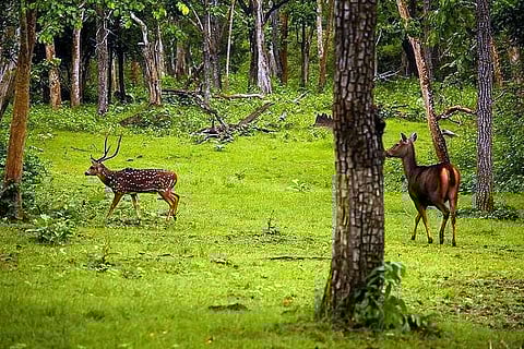 Govt report says Karnataka increased most forest cover, but activists raise questions