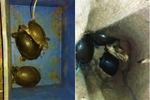 Around 700 tortoises being smuggled seized by Andhra police, two held