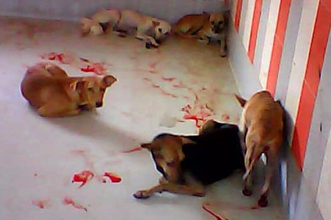 Animal trust alleges cruelty at govt-run birth control centre in Chennai, vet denies allegations