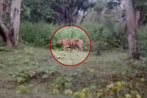 The image of T.23 in the wild