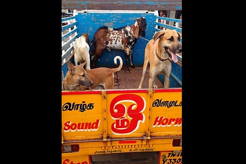  Activists rescue animals from a circus in Tamil Nadu
