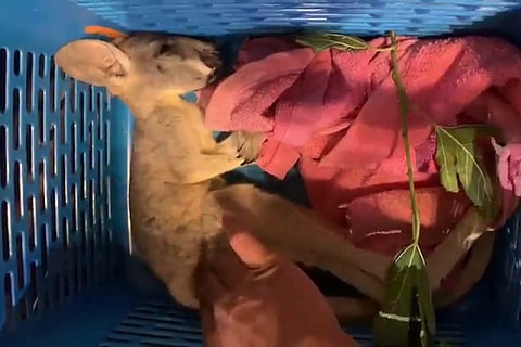 Baby Kangaroo that died while being smuggled from Bangkok to Bengaluru 
