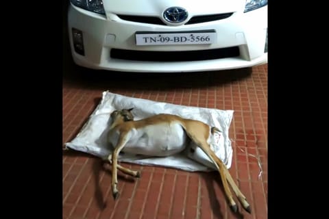 Blackbuck mowed down in Chennai’s Guindy National Park, activists ask how car was let in