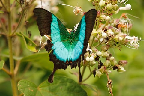 Beauty on wings: Rare Malabar Banded Peacock butterfly spotted in TN for first time 