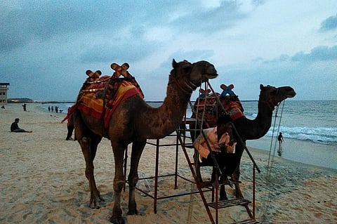 Panambur beach camels sent back to Rajasthan after activists raise objections to joy ride