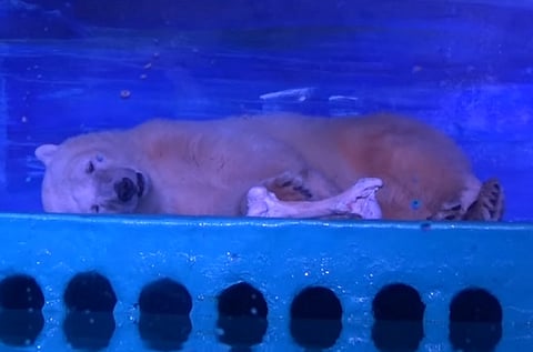 World's saddest zoo: A Chinese mall that cages animals to entertain shoppers