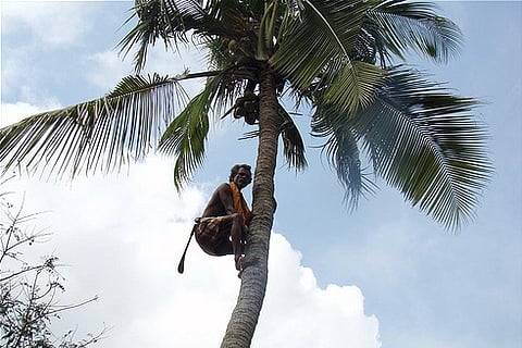 Blind coconut tree climber bed-ridden after fall