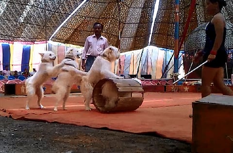 No more torn nostrils or bad living conditions: Circus animals given new life