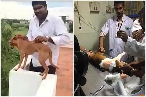 Despicable men who threw dog off Chennai rooftop finally arrested, and out on bail