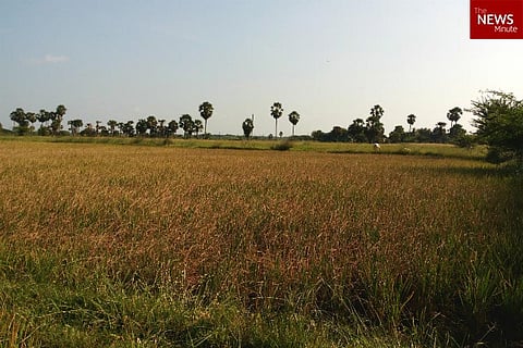From season of harvest to season of abandon: How TN’s worst monsoon in 150 years killed Pongal 