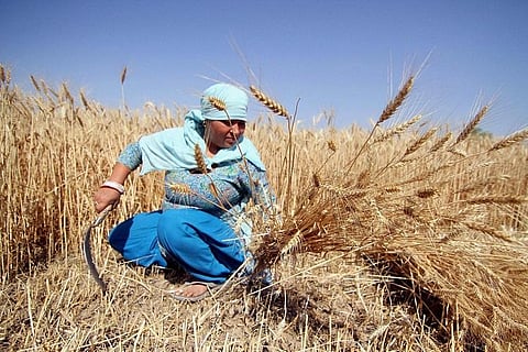 Battling century's worst drought, India's farmers revive traditional grains