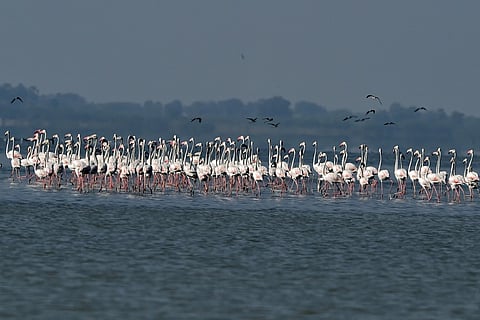 In photos: Migratory birds turn Pulicat Lake into bird enthusiasts' paradise 