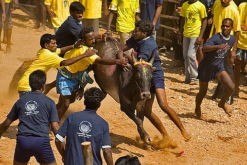 Impose President's rule in TN if SC ban on Jallikattu defied: Subramanian Swamy 