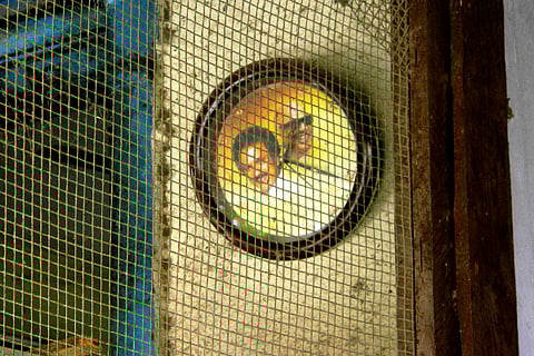 In Kolathur, while the 'colour fish' businesses look ahead, the floods haunt poorer citizens