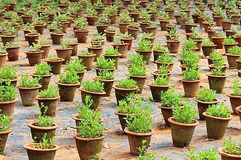 Want to improve the air quality at home? These 5 indoor plants can help