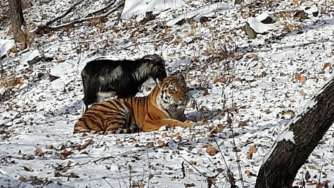 This goat didn’t know it was supposed to fear the tiger, they became friends
