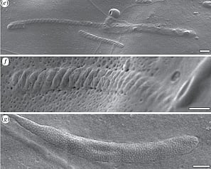 World's oldest sperm discovered in Antarctica, preserved 50 million years ago