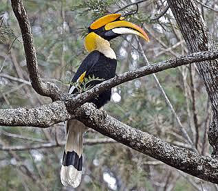 India's first hornbill conservation centre to come up at Annamalai Tiger Reserve in Tamil Nadu