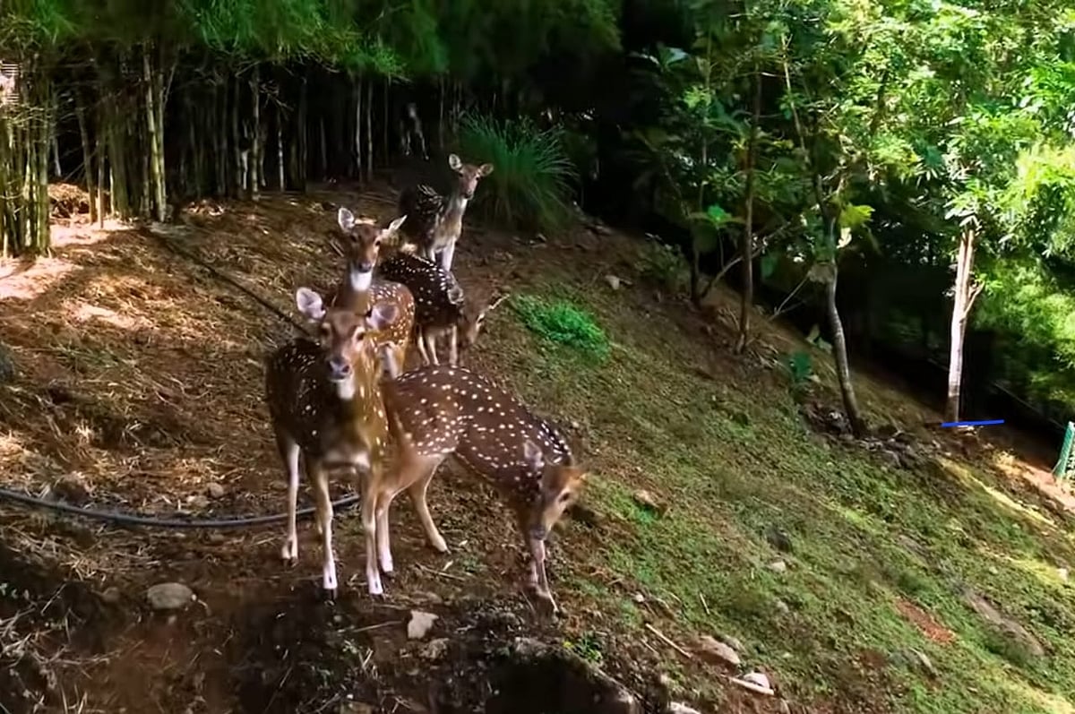 Ten deer die after stray dogs enter enclosure in Thrissur’s new Puthur Zoological Park