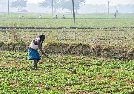 Union  government to spend Rs 37,952 crore on fertiliser subsidy for farmers in current rabi season