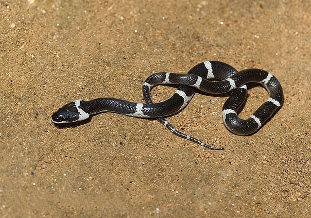 The wolf snake, which is non-venomous and very common, looks like a krait