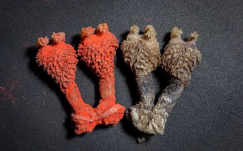 Poachers are now selling the penis of endangered lizards as Indian ...