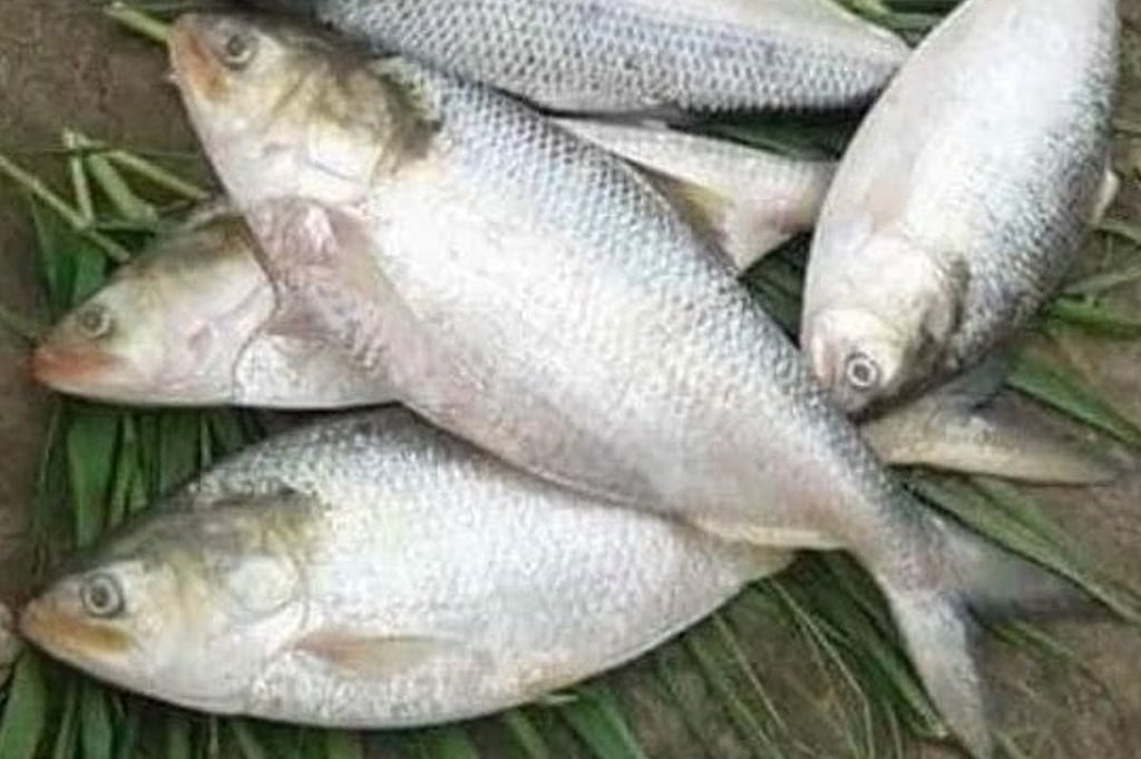 Andhra’s famous Pulasa fish is now selling at Rs 20,000 per fish