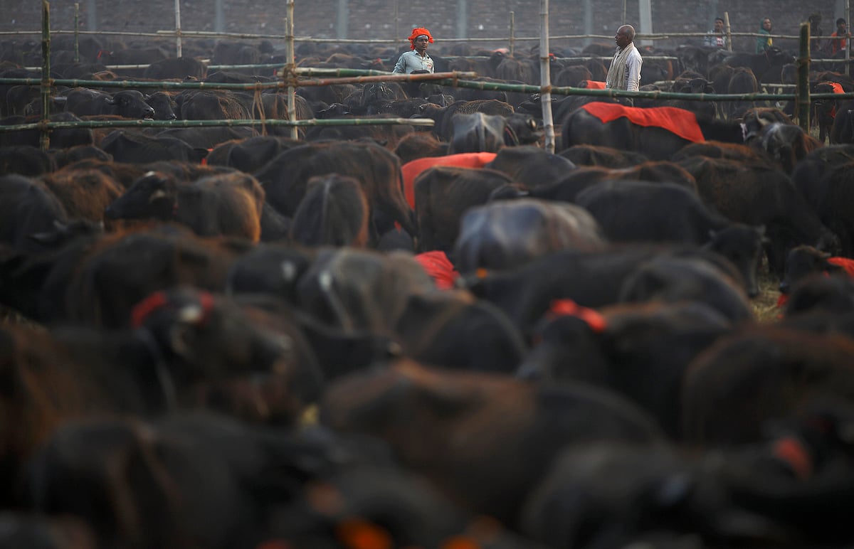 Online sellers making moolah from selling cow dung cakes in India. (Photo: Reuters)
