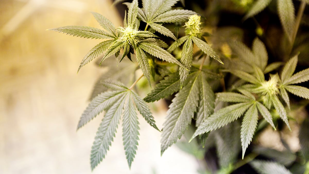 File photo of Cannabis, representational purposes only.