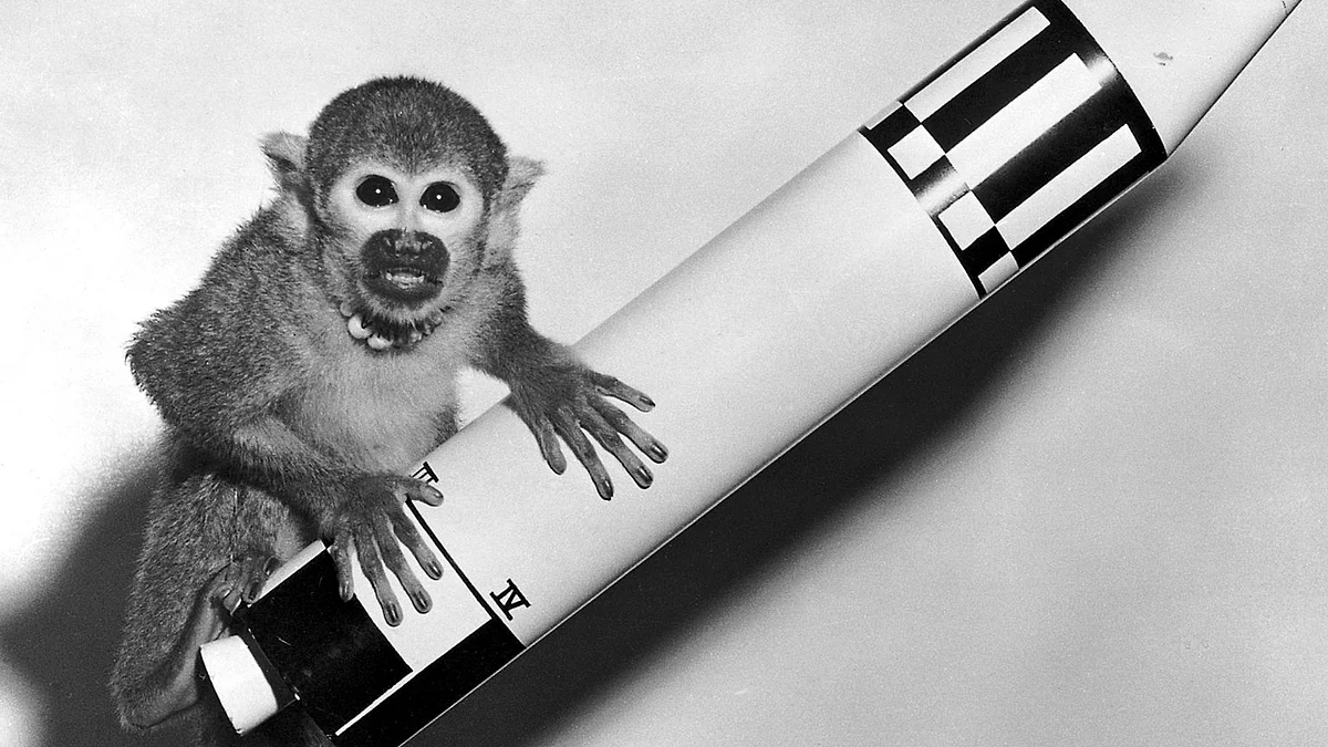 Baker, a squirrel monkey  rode a Jupiter IRBM into space and back on May 28, 1959. (Photo Courtesy: Wikimedia Commons)