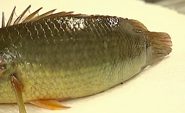 The ‘walking’ fish. (Photo: AP screengrab)