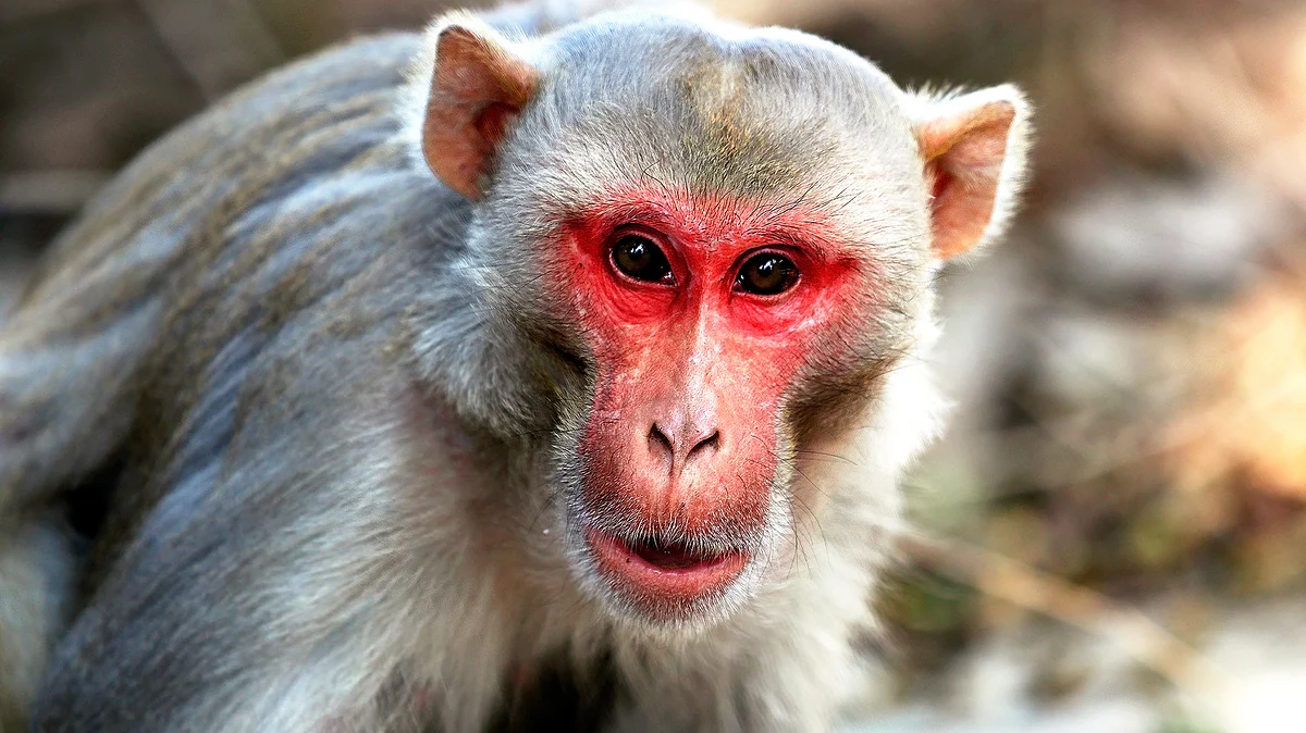 More and more farmers in Uttarakhand are suffering because of monkeys and langurs destroying their crops. (Photo: Reuters)