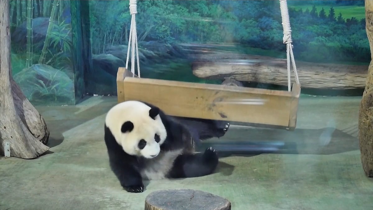 Panda cub playing in Taipei Zoo. (Screengrab from AP video)