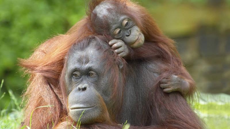 Transfat ban will boost the demand for palm oil, a crop whose large-scale production is linked to deforestation in Southeast Asia&nbsp;(Photo: iStock)