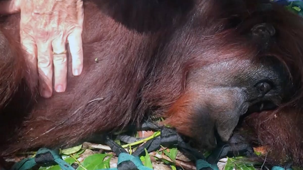 (Photo: AP Screen grab)