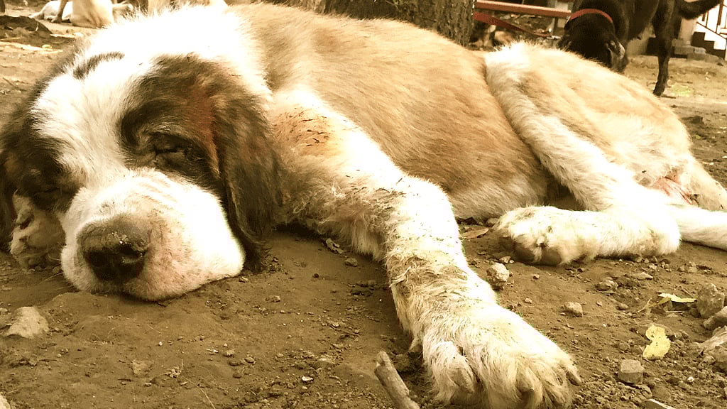 Friendicoes has over 2000 animals under its care. (Photo: The Quint)