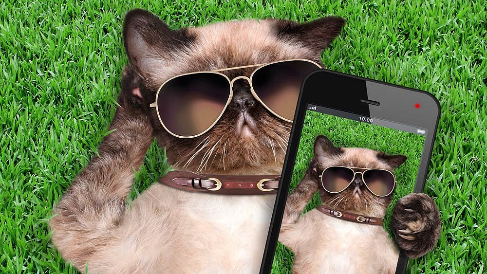 Cat got your phone? Must have. (Photo: iStock)