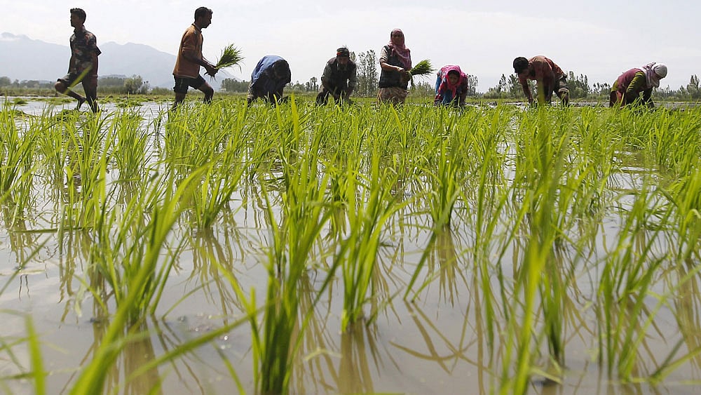 IARI says&nbsp;Kharif food grain production may fall below last year’s level (Photo: Reuters)