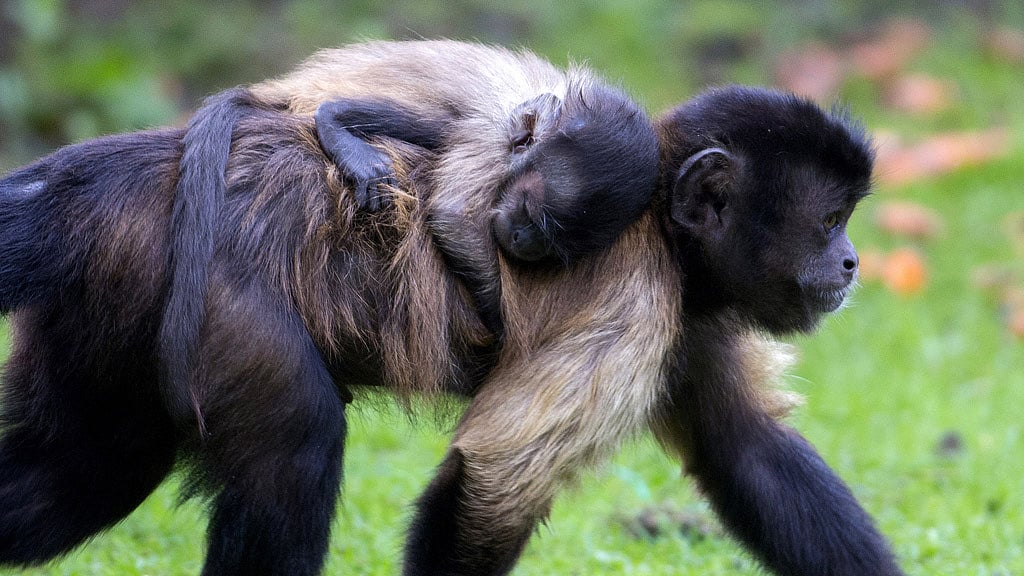 A baby black cap capuchin monkey is seen riding on its mother’s back at the Olmense Zoo in Olmen, Belgium, September 2, 2015. (Photo: Reuters)