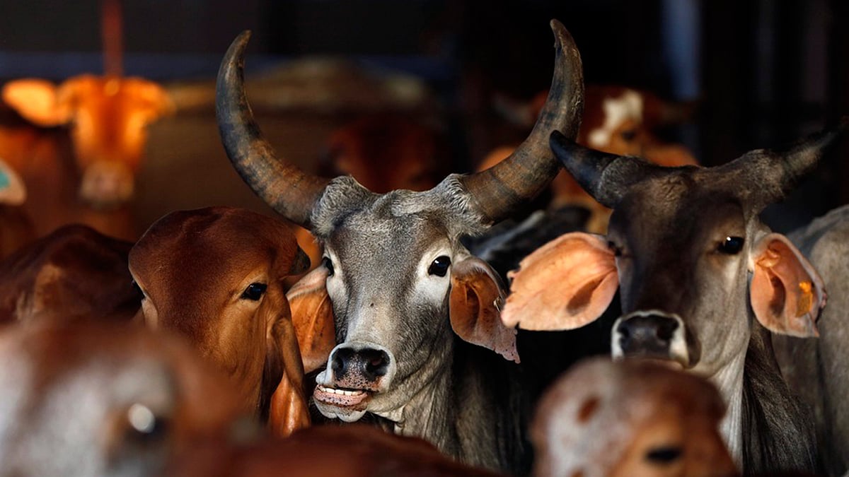 How was beef consumed during the Sangam era? (Photo: Reuters)&nbsp;