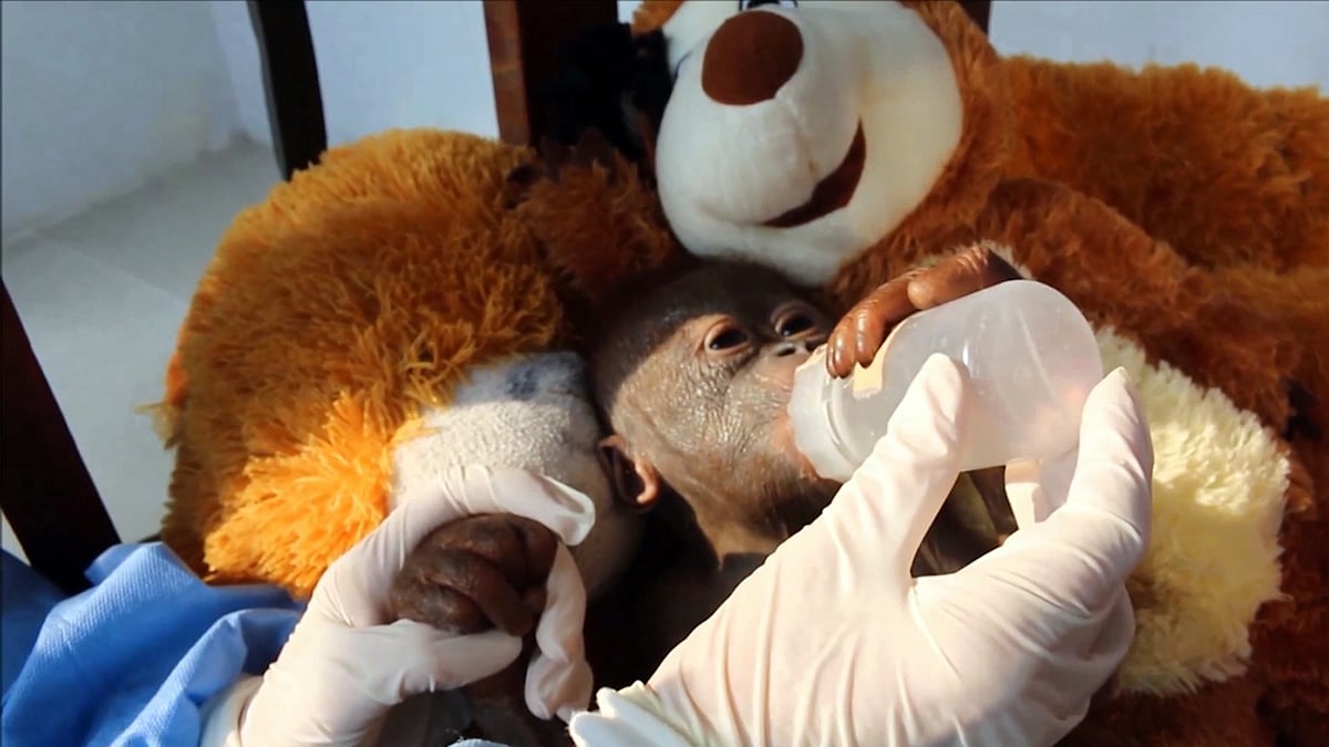 Baby orangutan being nursed back to health. (Photo: AP screengrab)